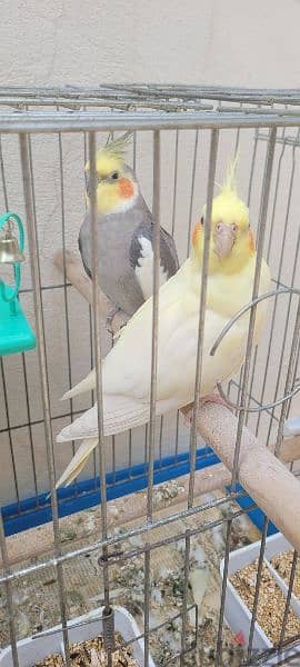 2 karawan birds with 2 cage 3