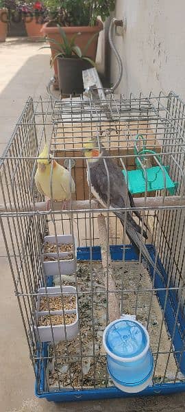 2 karawan birds with 2 cage 4