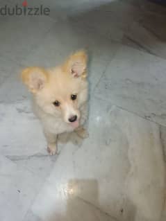 Spitz puppy 4 months old vaccinated and dewormed 0