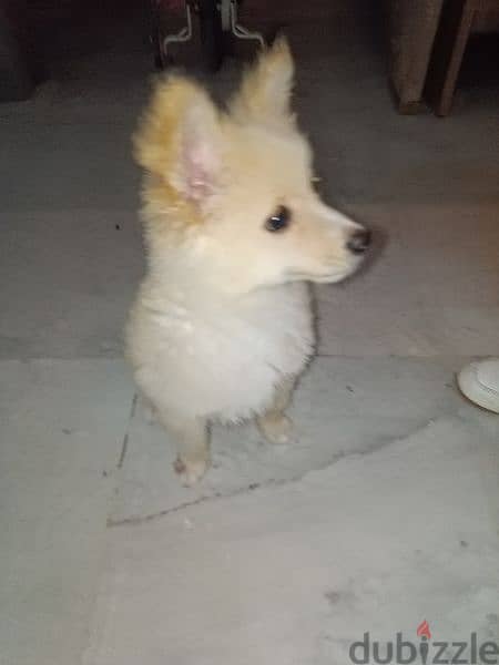 Spitz puppy 4 months old vaccinated and dewormed 1