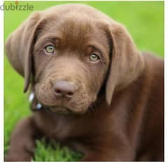 Looking for chocolate Labrador puppy colored eyes