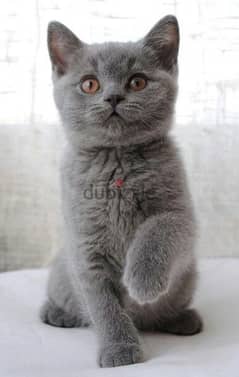 British Shorthair Blue Grey Chubby قطط
