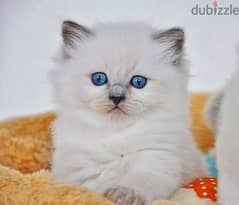 Persian Blue Eyes  DELIVERY AVAILABLE