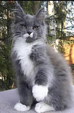 Maine coon  blue and white