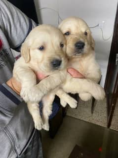 pure golden puppies