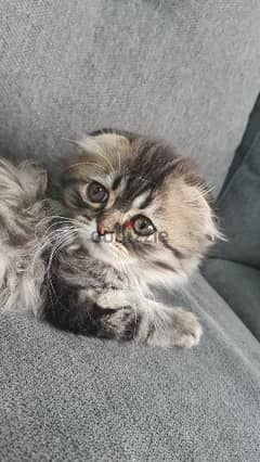 Persian/Siberian type girl cat age 2 months