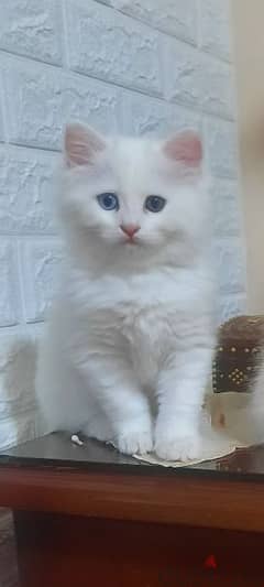 قطة صغيرة شيرازي كل عين لون بيضاء