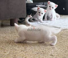 4 kittens for adoption mother white Scottish fold father black persian