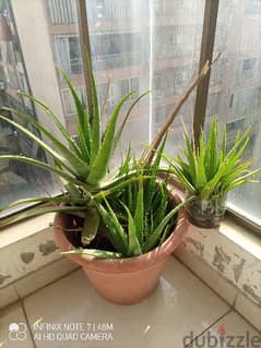 Aloe Vera for sale for only 5$