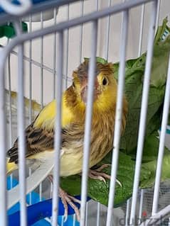 4 canary birds 0