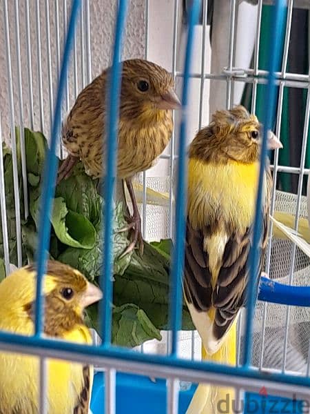 4 canary birds 1