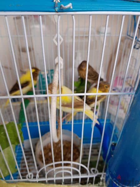 4 canary birds 3
