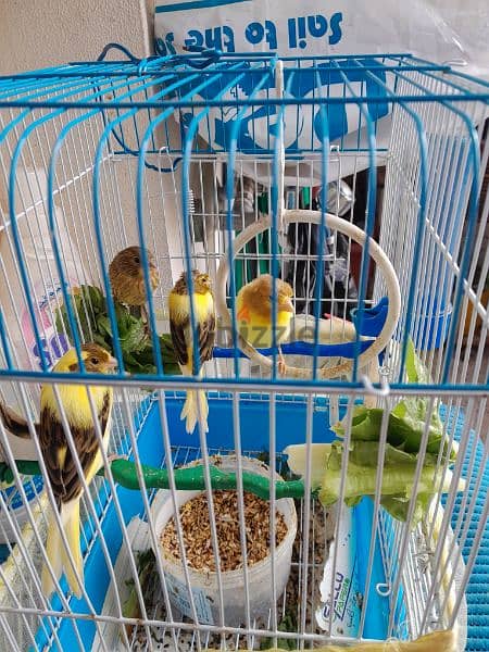 4 canary birds 4
