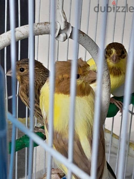 4 canary birds 5