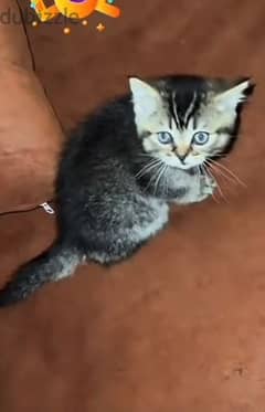 British kitten for sale