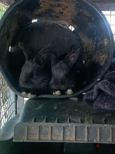 Flemish rabbit female 1 year plus and baby rabbits for sale