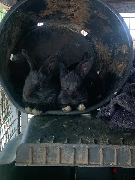 baby rabbits 1 month plus for sale 1