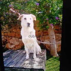 golden lab female 2 years very friendly for adoption 0