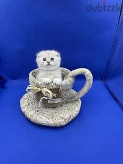 Chinchilla Silver Kittens