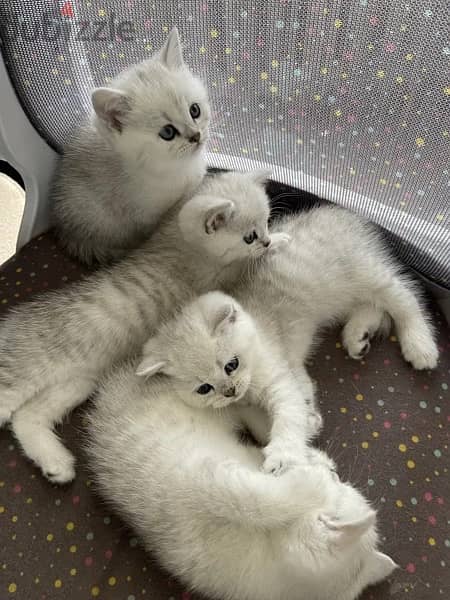 Chinchilla Silver Kittens 1