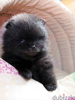 Loulou Pomeranian Spitz Black Delivery Available كلاب 0