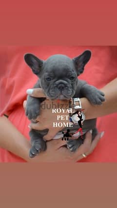 French Bulldog Puppy Blue Imported 0