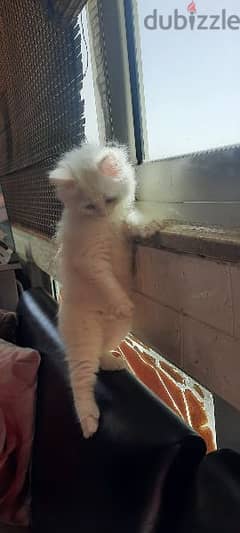 قطة صغيرة شيرازي كل عين لون بيضاء