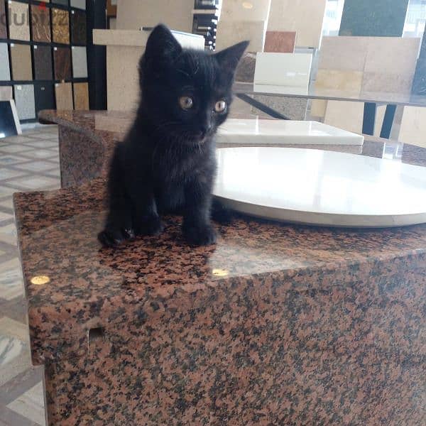 kitten for adoption, بسينة صغيرة للتبني، 3
