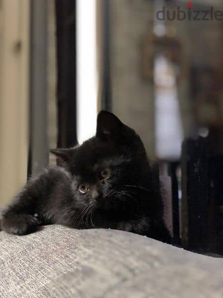 kitten for adoption, بسينة صغيرة للتبني، 5