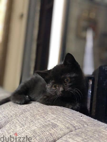 kitten for adoption, بسينة صغيرة للتبني، 7