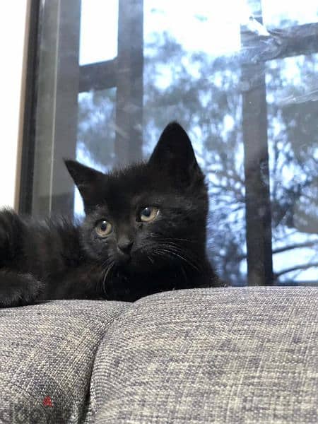 kitten for adoption, بسينة صغيرة للتبني، 11