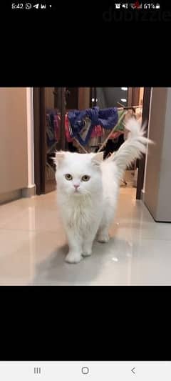 persian cat for adoption 0