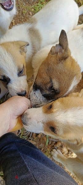puppies for adoption 3