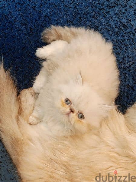 قطة هملايا اصلي للبيع عمرة ٣ شهور 1