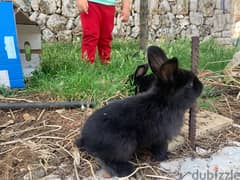baby rabbits 1 month plus for sale 0