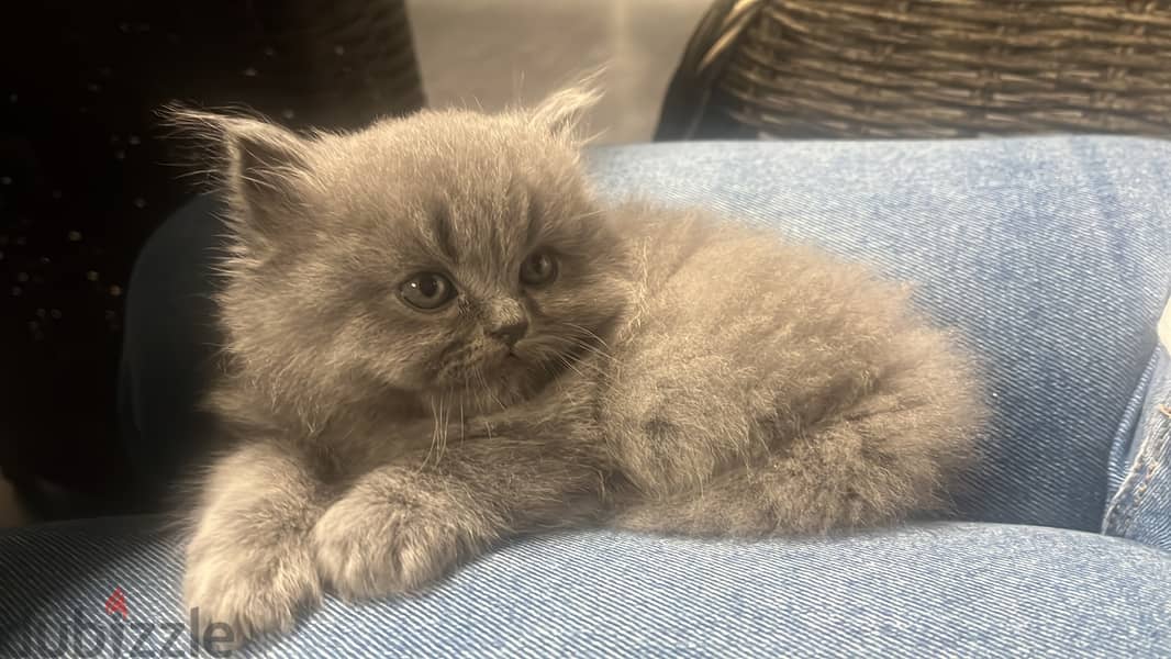 pure british shorthair for sale 10