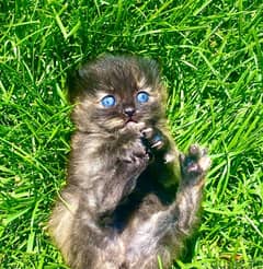 Pure Black Persian Kitten