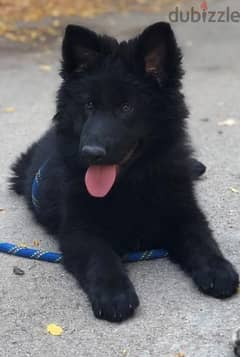royal black German shepherd puppies 0