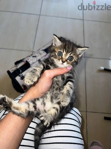قطط صغيرة عمر شهرين للبيع النوع 3