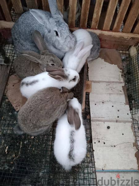 أرانب عملاقة شينشيلا وبابيون Rabbit Chinchilla & Papillion 6