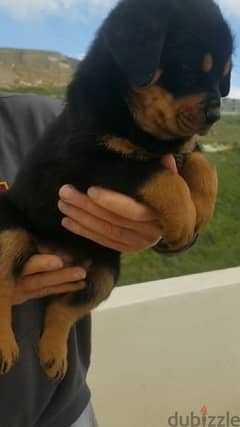 Female Rottweiler vaccinated 2 months 03128995 0