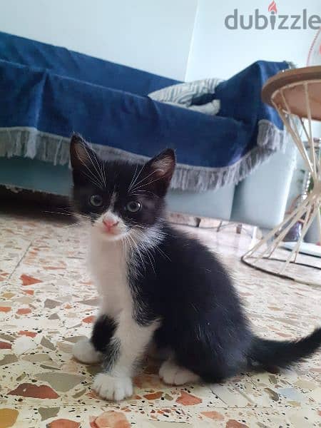 . kitten for sale 2