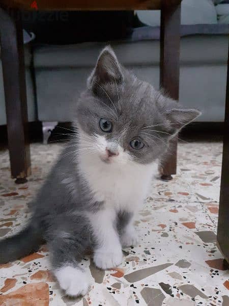 . kitten for sale 3