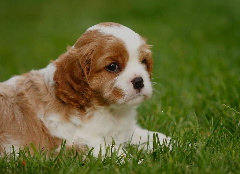 yorkshire and Cavalier puppy 1