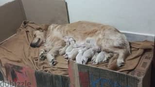 Golden Retriever Newborn Puppies