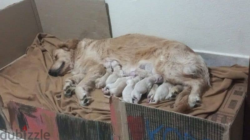 Golden Retriever Newborn Puppies 0