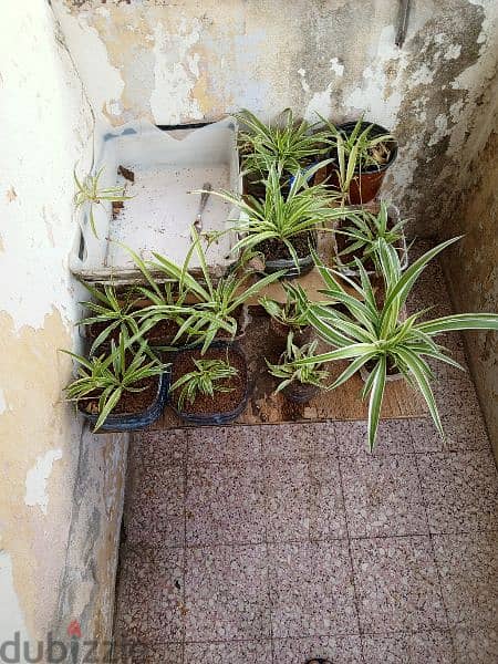 Spider Ivy plant 1