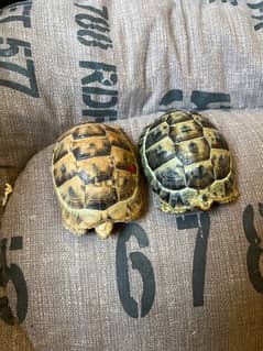 2 turtles