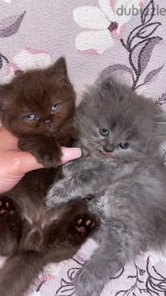 two british kitten 0