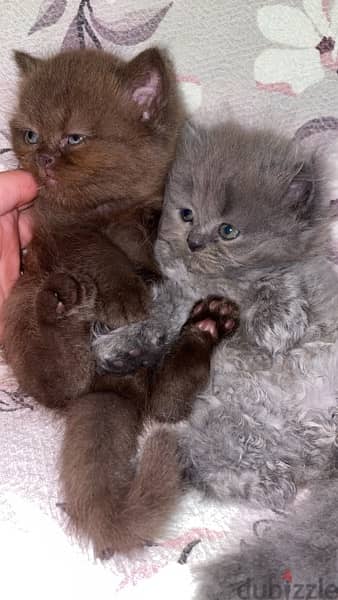 two british kitten 3